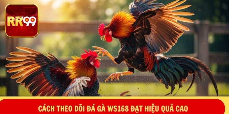 Cách theo dõi đá gà WS168 đạt hiệu quả cao