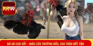 Đá gà cựa sắt – Máu Lửa Trường Đấu, Cao Trào Bất Tận