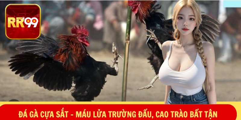 Đá gà cựa sắt – Máu Lửa Trường Đấu, Cao Trào Bất Tận