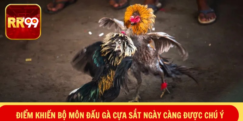 Điểm khiến bộ môn đấu gà cựa sắt ngày càng được chú ý