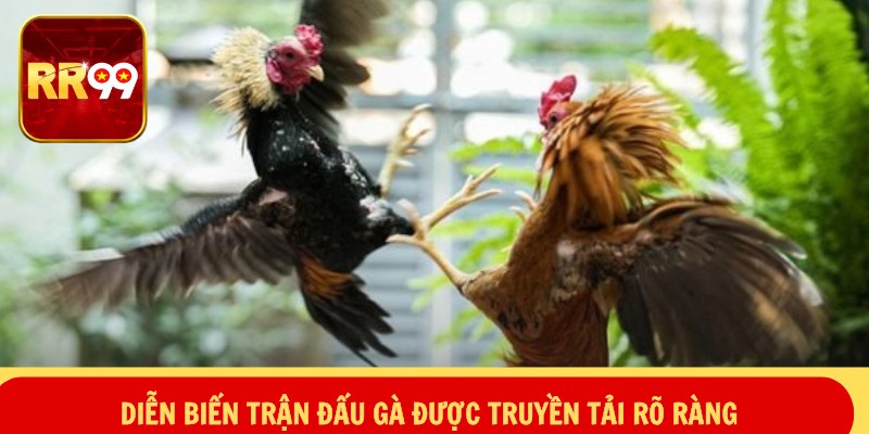 Diễn biến trận đấu gà được truyền tải rõ ràng