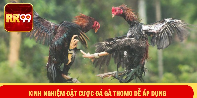 Kinh nghiệm đặt cược đá gà thomo dễ áp dụng