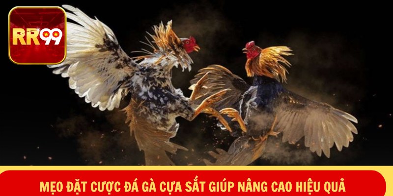 Mẹo đặt cược đá gà cựa sắt giúp nâng cao hiệu quả