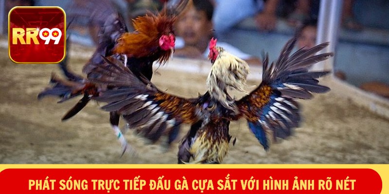 Phát sóng trực tiếp đấu gà cựa sắt với hình ảnh rõ nét