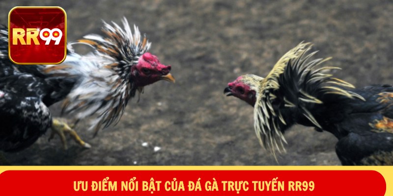 Ưu điểm nổi bật của đá gà trực tuyến RR99